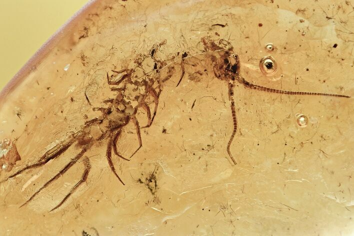 Fossil Stone Centipede (Lithobiidae) In Baltic Amber #307425